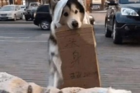 娱乐吃瓜酱小狗看坐在小车里