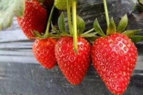 娱乐吃瓜酱草莓发卡